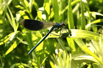 Libelle