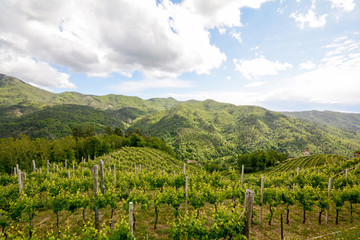 Fototapeta na wymiar Hilly vineyards in early summer in Italy, Europe