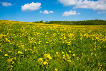 Flower meadow and the blue sky. Pastoral panorama of nature summer. Beautiful landscape of a Sunny day. Field with yellow dandelions to the horizon.