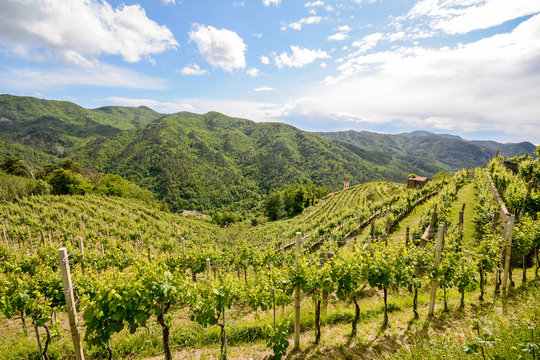 Hilly vineyards in early summer in Italy, Europe
