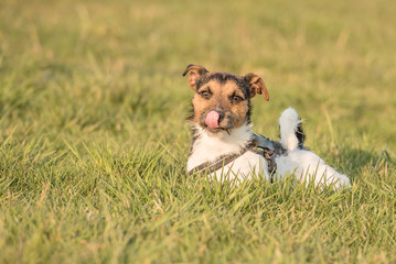 Jack Russell liegt im Gras und leckt sich mit der Zunge an der Nase