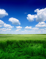 Green Wheat field and clouds