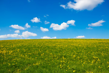 Rural views on flower meadow and the blue sky. Pastoral panorama of nature summer. Beautiful landscape of a Sunny day. Field with yellow dandelions to the horizon.