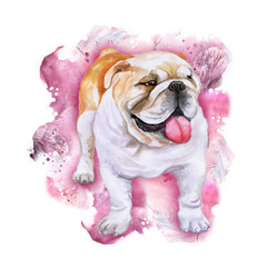 Watercolor close up portrait of white and red English bulldog, British bulldog breed dog isolated on pink background. Funny dog showing its tongue. Hand drawn sweet home pet. Greeting card design