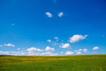 Obraz premium Rural views to the flower meadow and the blue sky, undulating terrain. Field with yellow dandelions to the horizon. Pastoral panorama of nature summer. Beautiful landscape of a Sunny day. 