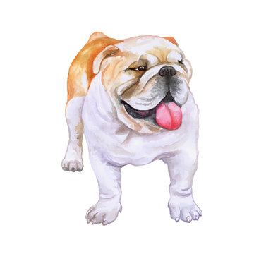 Watercolor close up portrait of white and red English bulldog, British bulldog breed dog isolated on white background. Funny dog showing its tongue. Hand drawn sweet home pet. Greeting card design