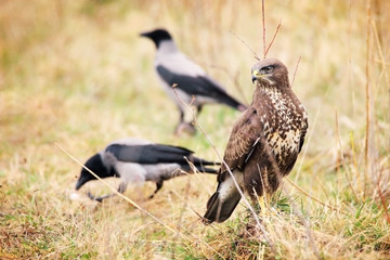 common buzzard in grass