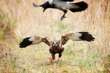 marsh harrier in grass