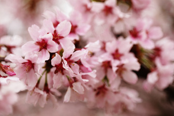 Fototapeta na wymiar Pink cherry blossoms in garden outdoors close up