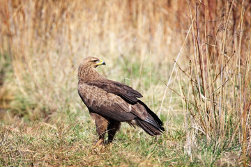 lesser spotted eagle