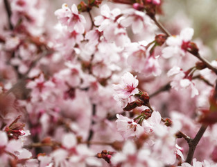 Pink cherry blossoms in garden outdoors close up