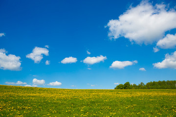 Obraz premium Rural views to the flower meadow and blue sky, undulating terrain. Field with yellow dandelions to the horizon. Pastoral panorama of nature summer. Beautiful landscape of a Sunny day. 
