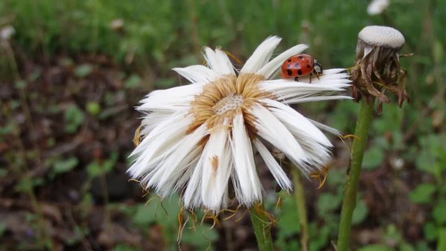 coccinelle
