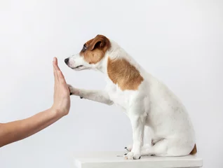 Crédence de cuisine en verre imprimé Chien Salutation de chien et humain