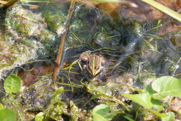Зеленая лягушка в воде