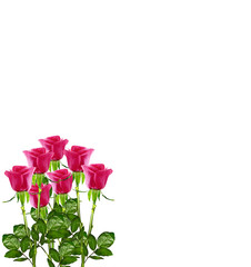Obraz premium The buds of flowers roses.