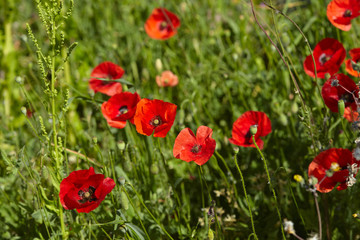 poppy field