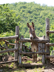 Donkey by gate, looks 3d.