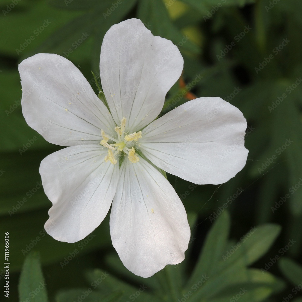 Wall mural White geranium