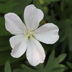 White geranium