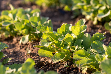 Detail on a Young Radish Plant in a vegetable bed of Garden at S