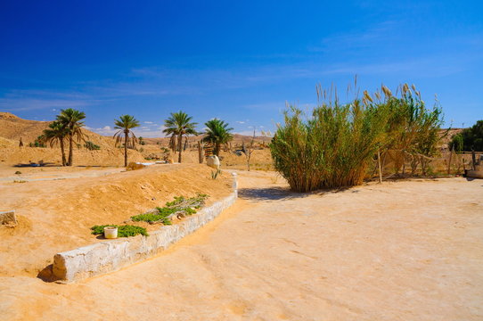 Bushes in Sahara desert, Tunisia, North Africa
