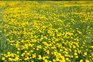 Field of yellow flowers of dandelions in the background. Rural view of flower meadow. Pastoral panorama of nature spring. Beautiful landscape of a Sunny day.