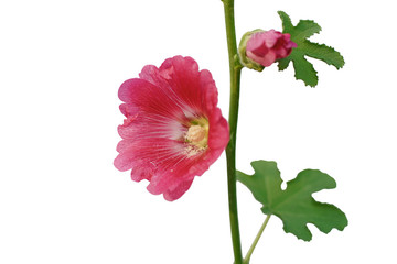 beautiful hollyhock flower or althaea flower