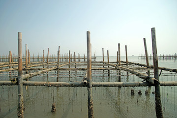oysters farm in the sea
