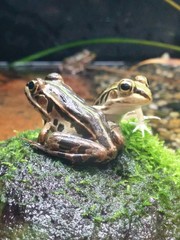 トノサマガエル