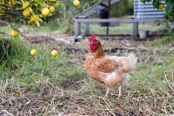 Rhode island red chicken with lemon tree and chicken house in background (selective focus)
