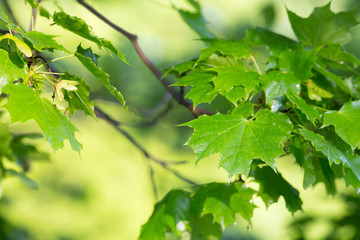 Vibrant leafs of the norway maple, Acer plantanoides