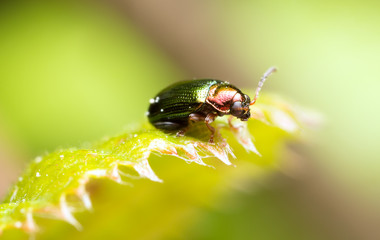 Willow flea beetle, Crepidodera aurata on leaf