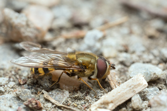 Feeding flower fly on ground