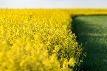 Colza field large view