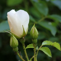 White rosebud