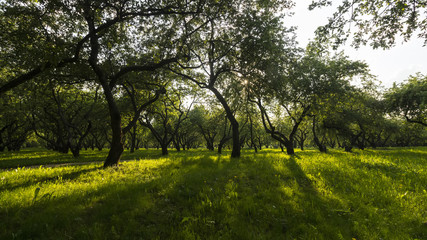 apple garden in sunlight