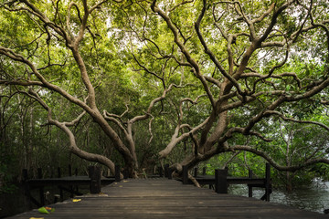 Large tree with exotic branches growing between wooden bridge.