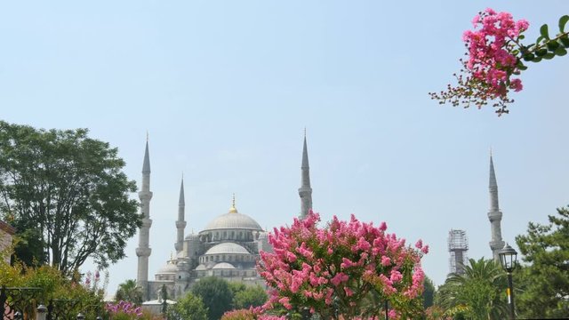 dolly shot of istanbul blue mosque as seen from behind flowers camera moves from right to left