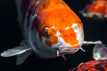 Japan Kois im Koiteich - Japanischer Koi im Gartenteich