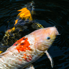 Japan Kois im Koiteich - Japanischer Koi im Gartenteich