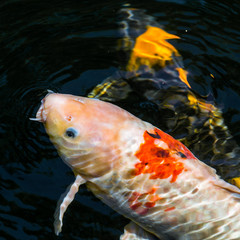 Japan Kois im Koiteich - Japanischer Koi im Gartenteich