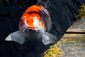 Japan Kois im Koiteich - Japanischer Koi im Gartenteich