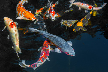 Japan Kois im Koiteich - Japanischer Koi im Gartenteich