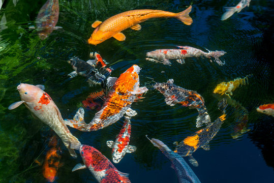 Japan Kois im Koiteich - Japanischer Koi im Gartenteich