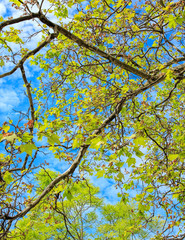Green leaves against blue sky in springtime