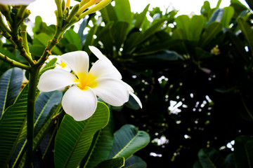 White flowers in nature background.