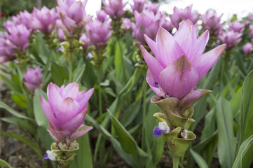 Photo of Curcuma alismatifolia blossom in Thailand