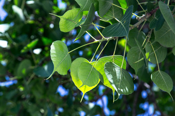 インド、ブッダガヤ、マハボディーテンプル。仏教の聖地、世界遺産にある菩提樹