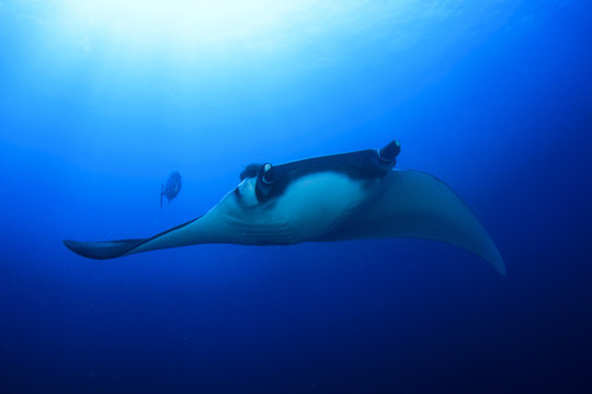 Manta ray in ocean